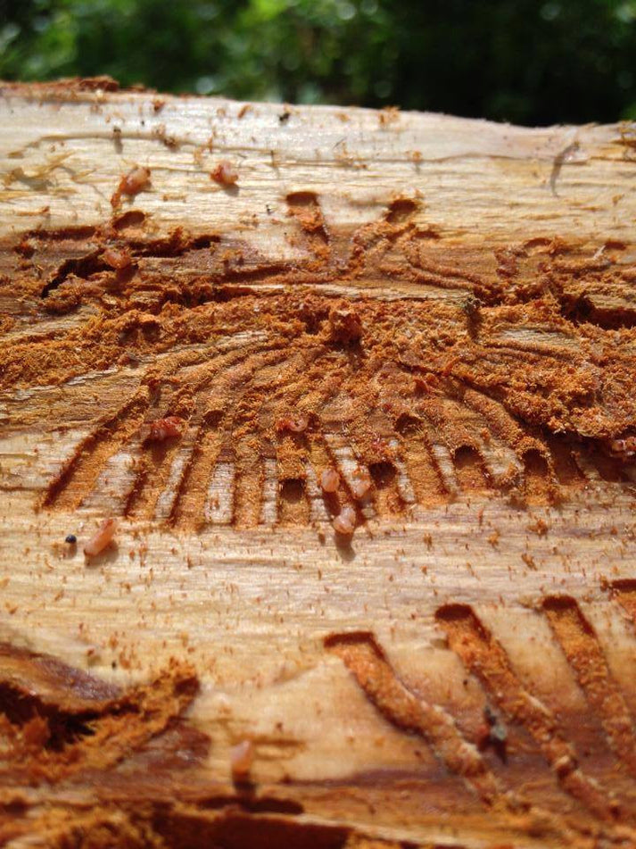 SPLAT Verb for Mountain Pine Beetle – ISCA Technologies