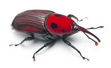 Red Palm Weevil - IT189 - ISCA Technologies
 - 2