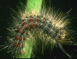 Gypsy Moth - IT041 - ISCA Technologies
 - 3