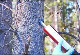 SPLAT Verb for Mountain Pine Beetle